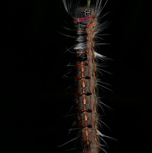 Pernattia pusilla at Freshwater Creek, VIC - 13 Mar 2021