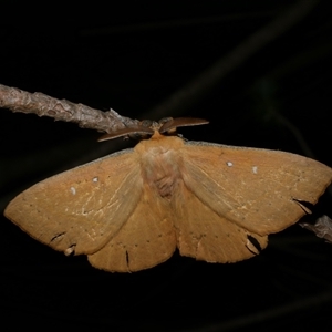 Anthela nicothoe at Freshwater Creek, VIC - 13 Mar 2021 10:32 PM