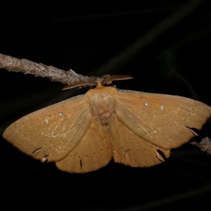 Anthela nicothoe at Freshwater Creek, VIC - 13 Mar 2021