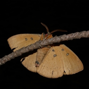 Anthela nicothoe at Freshwater Creek, VIC - 13 Mar 2021