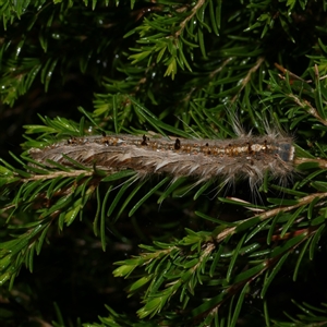 Porela delineata at Freshwater Creek, VIC - 13 Mar 2021 03:45 PM