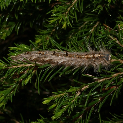 Porela delineata (Lined Porela) at Freshwater Creek, VIC - 13 Mar 2021 by WendyEM