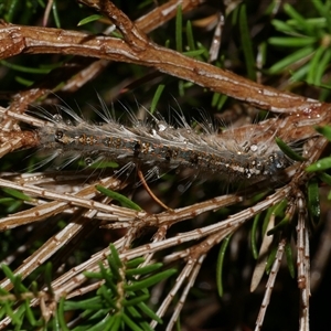 Porela delineata at Freshwater Creek, VIC - 13 Mar 2021