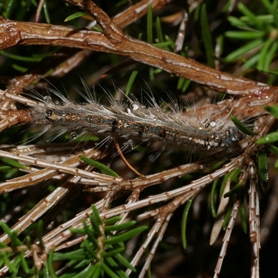 Porela delineata (Lined Porela) at Freshwater Creek, VIC - 13 Mar 2021 by WendyEM