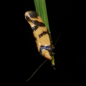 Olbonoma triptycha at Freshwater Creek, VIC - 13 Mar 2021