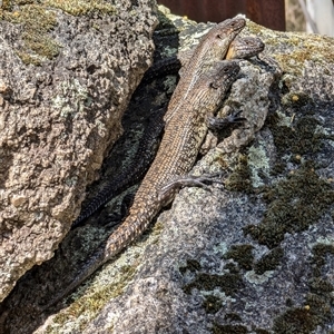 Egernia cunninghami at Paddys River, ACT - 22 Sep 2024