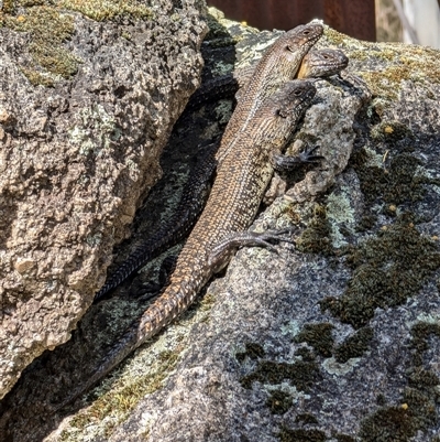 Egernia cunninghami (Cunningham's Skink) at Paddys River, ACT - 22 Sep 2024 by mroseby