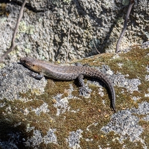 Egernia cunninghami at Paddys River, ACT - 22 Sep 2024