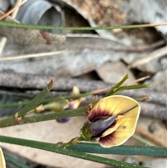 Templetonia stenophylla at Fentons Creek, VIC - 22 Sep 2024 by KL