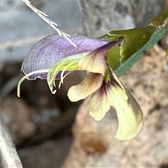 Templetonia stenophylla at Fentons Creek, VIC - suppressed