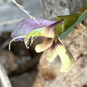 Templetonia stenophylla at Fentons Creek, VIC - suppressed