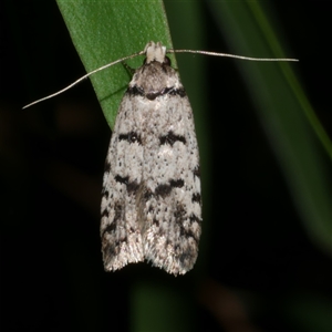 Scatochresis episema at Freshwater Creek, VIC - 13 Mar 2021