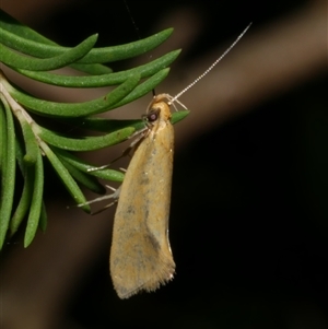 Telocharacta hemicroca at Freshwater Creek, VIC - 13 Mar 2021