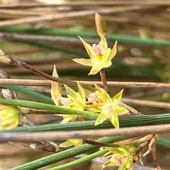 Juncus sp. at Fentons Creek, VIC - 22 Sep 2024 by KL