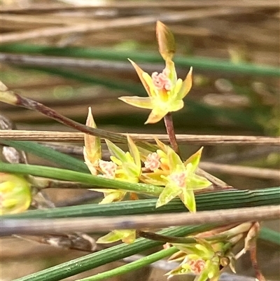 Juncus sp. at Fentons Creek, VIC - 22 Sep 2024 by KL