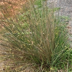 Juncus sp. at Fentons Creek, VIC - suppressed