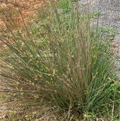 Juncus (genus) at Fentons Creek, VIC - suppressed