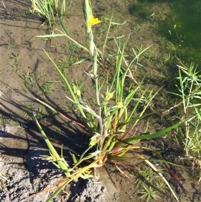 Philydrum lanuginosum (Frogsmouth) at Miallo, QLD - 16 Jun 2024 by Jase