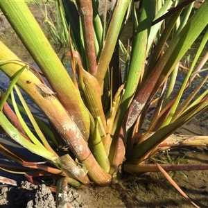 Philydrum lanuginosum at Miallo, QLD - 17 Jun 2024