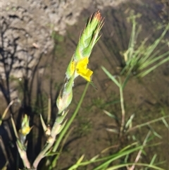 Philydrum lanuginosum at Miallo, QLD - 17 Jun 2024