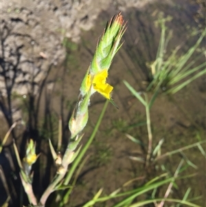 Philydrum lanuginosum at Miallo, QLD - 17 Jun 2024