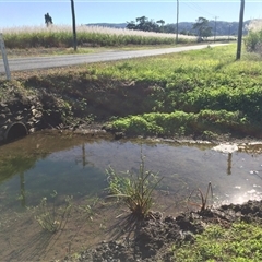 Philydrum lanuginosum at Miallo, QLD - 17 Jun 2024 09:10 AM