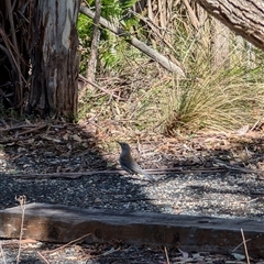 Colluricincla harmonica (Grey Shrikethrush) at Paddys River, ACT - 22 Sep 2024 by mroseby