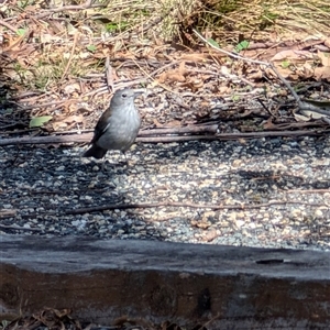 Colluricincla harmonica at Paddys River, ACT - 22 Sep 2024