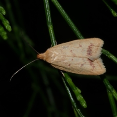 Heteroteucha occidua (A concealer moth) at Freshwater Creek, VIC - 13 Mar 2021 by WendyEM