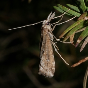 Hednota crypsichroa at Freshwater Creek, VIC - 13 Mar 2021