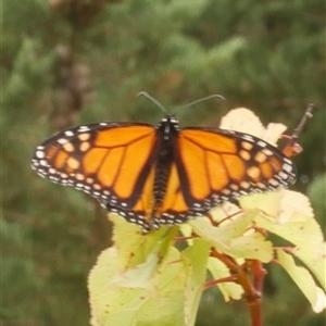 Danaus plexippus at Freshwater Creek, VIC - 21 Mar 2021 10:11 AM