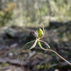 Caladenia atrovespa (Green-comb Spider Orchid) at Cowra, NSW - 19 Sep 2024 by RobG1