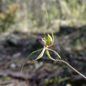 Caladenia atrovespa at suppressed - 19 Sep 2024