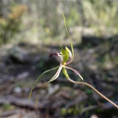 Caladenia atrovespa (Green-comb Spider Orchid) at Cowra, NSW - 19 Sep 2024 by RobG1