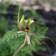 Caladenia atrovespa at suppressed - 19 Sep 2024