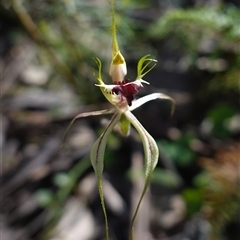 Caladenia atrovespa at suppressed - 19 Sep 2024