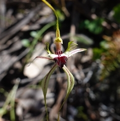 Caladenia atrovespa at suppressed - 19 Sep 2024