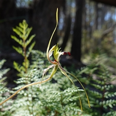 Caladenia atrovespa at suppressed - 19 Sep 2024