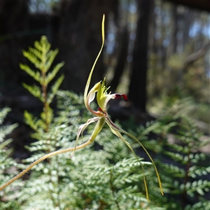 Caladenia atrovespa at suppressed - suppressed