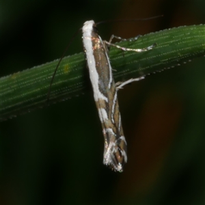 Acrocercops alysidota at Freshwater Creek, VIC - 27 Mar 2021