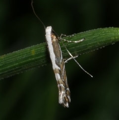 Acrocercops alysidota at Freshwater Creek, VIC - suppressed