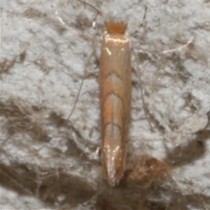 Phyllonorycter messaniella at Freshwater Creek, VIC - 27 Mar 2021 09:51 PM