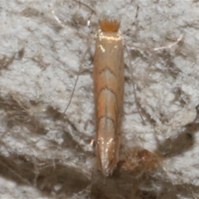 Phyllonorycter messaniella (Zeller's Midget, Gracillariidae) at Freshwater Creek, VIC - 27 Mar 2021 by WendyEM