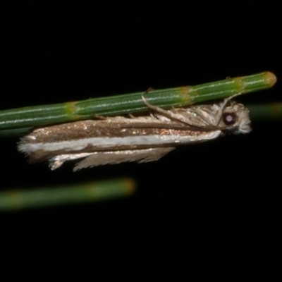 Mimoscopa ochetaula (Mimoscopa ochetaula) at Freshwater Creek, VIC - 27 Mar 2021 by WendyEM