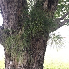 Psilotum nudum at Westcourt, QLD - 3 Aug 2024 by JasonPStewartNMsnc2016