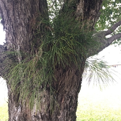 Psilotum nudum at Westcourt, QLD - 3 Aug 2024 by JasonPStewartNMsnc2016