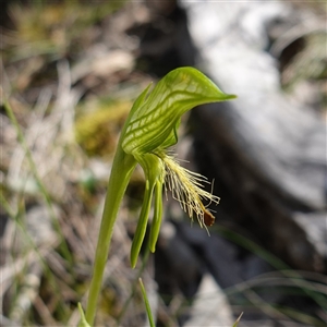 Pterostylis plumosa at suppressed - suppressed