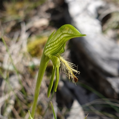 Pterostylis plumosa (Bearded Greenhood) by RobG1