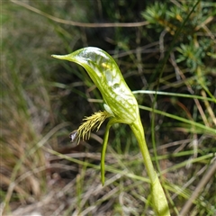 Pterostylis plumosa at suppressed - 19 Sep 2024