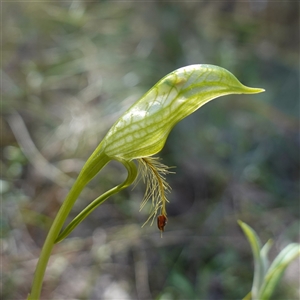 Pterostylis plumosa at suppressed - suppressed